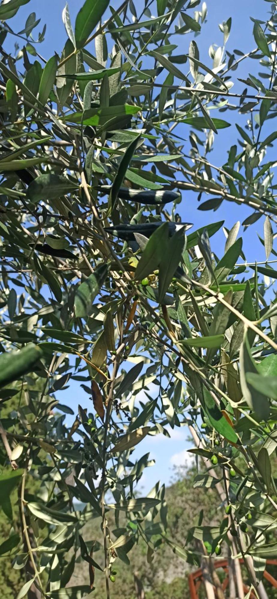 "Vento Di Levante Suite" Benvenuti In Collina كاسارزا ليغير المظهر الخارجي الصورة